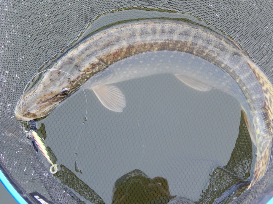 Intech Turborib 3" Ribbed Twister Grub (7 ct)